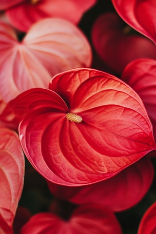 Anthurium "Lague de feu" - 40 à 55 cm