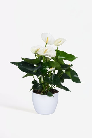 Anthurium "Langue de feu'' - 40 à 55 cm