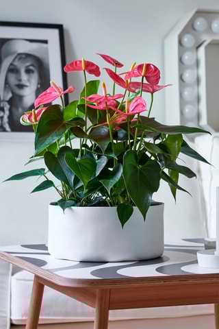 Anthurium "Langue de feu'' - 40 à 55 cm