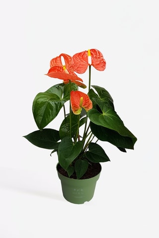 Anthurium "Langue de feu'' - 40 à 55 cm