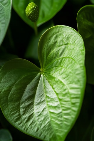 Anthurium "Langue de feu'' - 40 à 55 cm