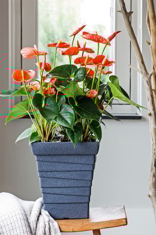Anthurium "Langue de feu'' - 40 à 55 cm