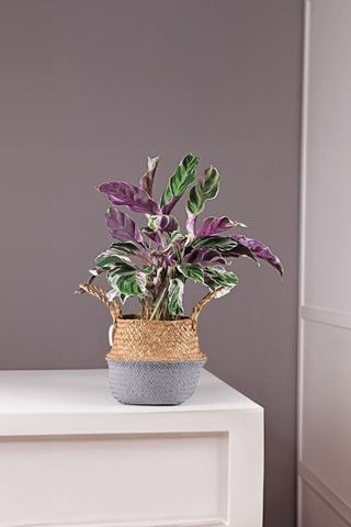 Calathéa Fusion blanc - 30 à 40 cm