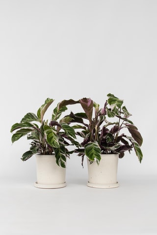 Calathéa Fusion blanc - 30 à 40 cm