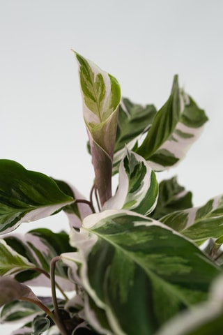 Calathéa Fusion blanc - 30 à 40 cm