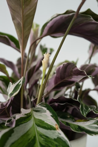 Calathéa Fusion blanc - 30 à 40 cm