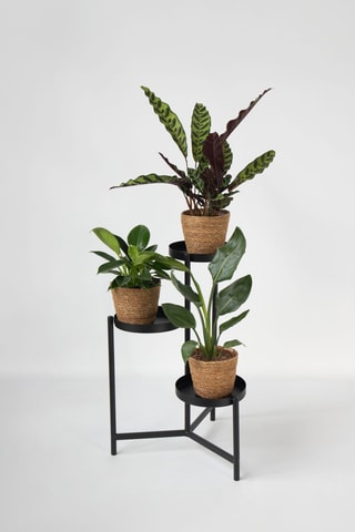 3 plantes d'intérieur - 25 à 40 cm