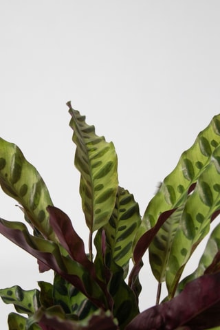 3 plantes d'intérieur - 25 à 40 cm