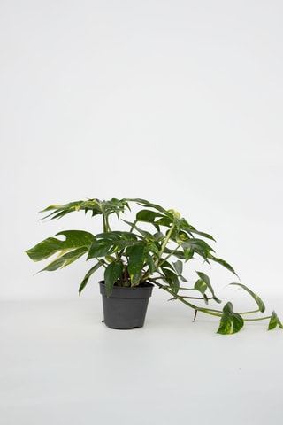 Epipremnum pinnatum - 25 à 35 cm
