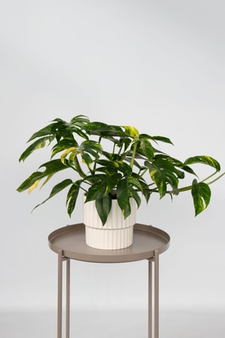 Epipremnum pinnatum - 25 à 35 cm