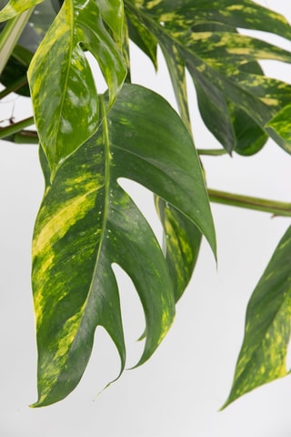 Epipremnum pinnatum - 25 à 35 cm