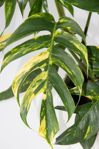 Epipremnum pinnatum - 25 à 35 cm