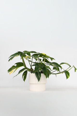 Epipremnum pinnatum - 25 à 35 cm