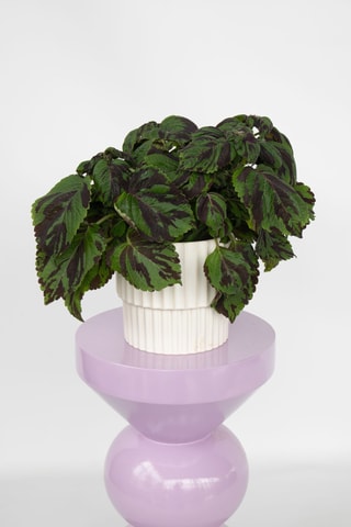 Coléus Tiger - Vert - 25 à 35 cm