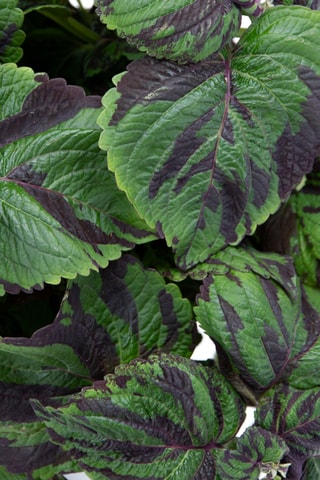 Coléus Tiger - Vert - 25 à 35 cm