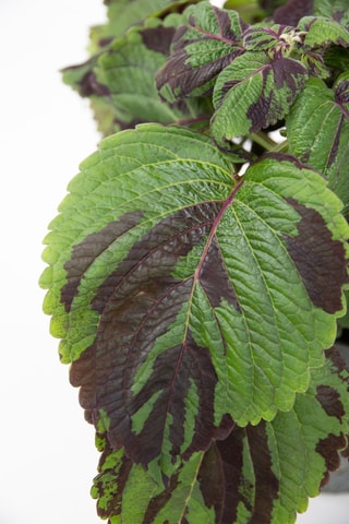 Coléus Tiger - Vert - 25 à 35 cm