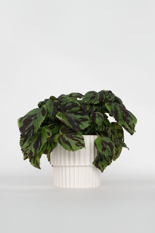 Coléus Tiger - Vert - 25 à 35 cm