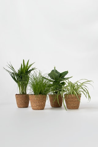 4 plantes d'intérieur - 25 à 40 cm