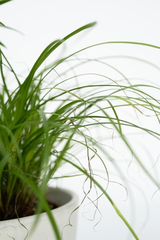 4 plantes d'intérieur - 25 à 40 cm