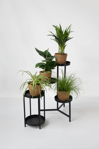 4 plantes d'intérieur - 25 à 40 cm