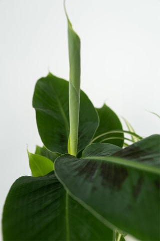 4 plantes d'intérieur - 25 à 40 cm