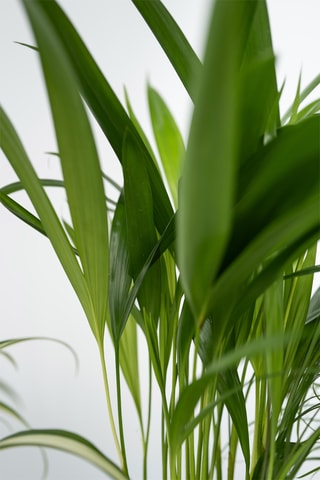 4 plantes d'intérieur - 25 à 40 cm