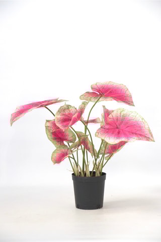 Caladium artificiel - Rose - 60 cm
