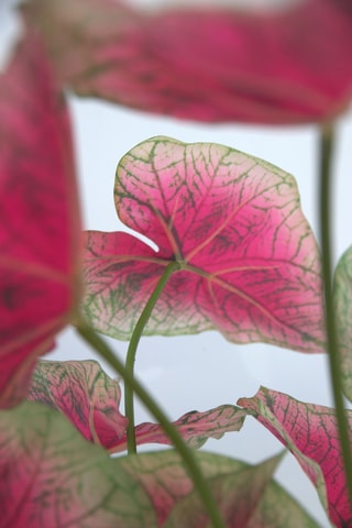 Caladium artificiel - Rose - 60 cm
