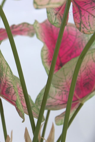 Caladium artificiel - Rose - 60 cm