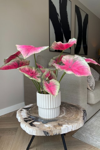 Caladium artificiel - Rose - 60 cm