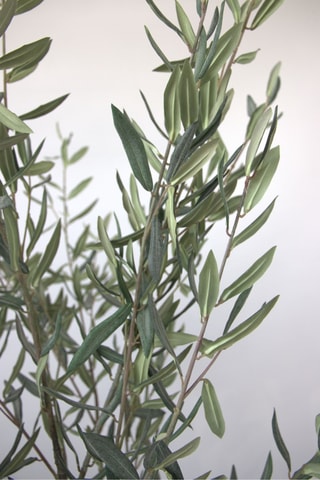 Olivier artificiel - Vert - 150 cm