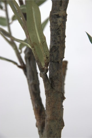 Olivier artificiel - Vert - 150 cm