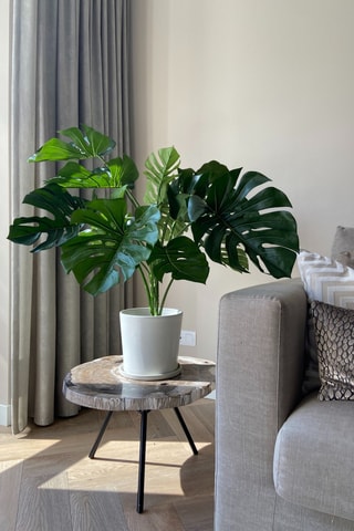 Monstera artificiel - Vert - 85 cm