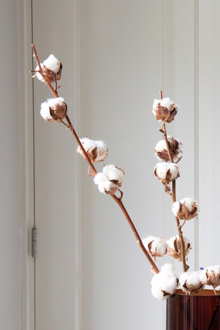 3 branches de coton séchées - 40 à 60 cm - Coloris aléatoire