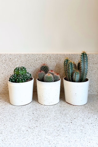 3 cactus - 15 à 20 cm