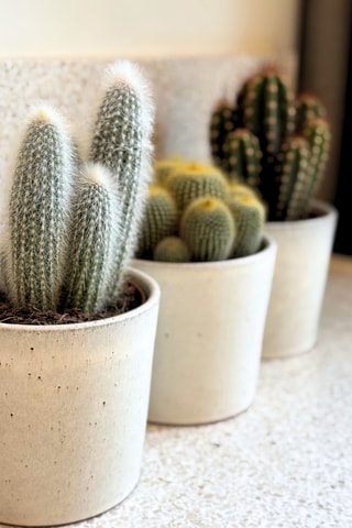 3 cactus - 15 à 20 cm