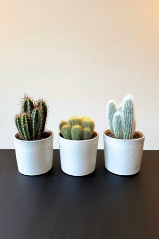 3 cactus - 15 à 20 cm