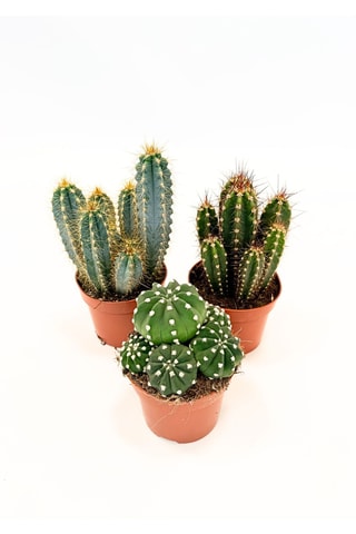 3 cactus - 15 à 20 cm