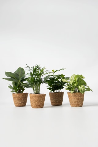 4 plantes d'intérieur - 25 à 40 cm