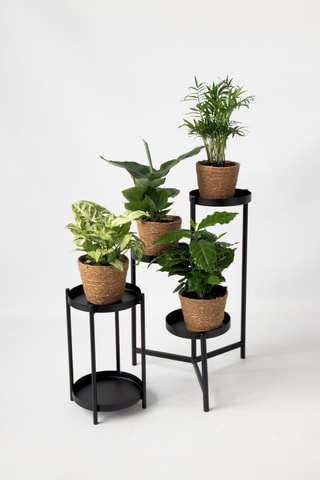 4 plantes d'intérieur - 25 à 40 cm