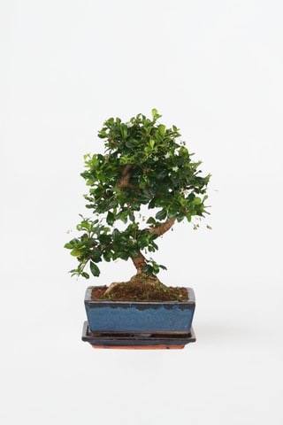 Bonsaï Carmora - 20 à 30 cm