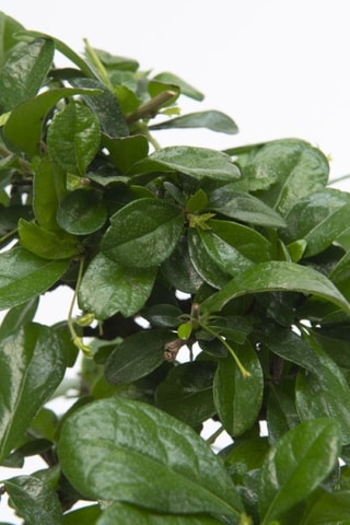 Bonsaï Carmora - 20 à 30 cm