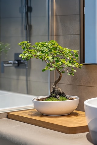 Bonsaï Zelkova - 20 à 25 cm