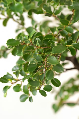 Bonsaï Zelkova - 20 à 25 cm