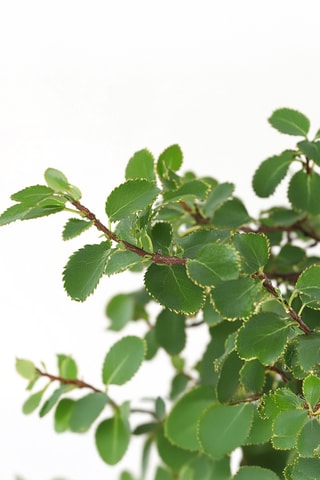 Bonsaï Zelkova - 20 à 25 cm