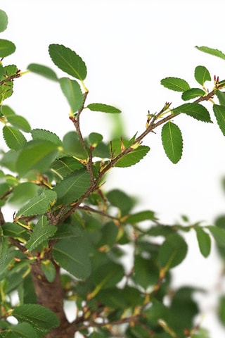 Bonsaï Zelkova - 20 à 25 cm