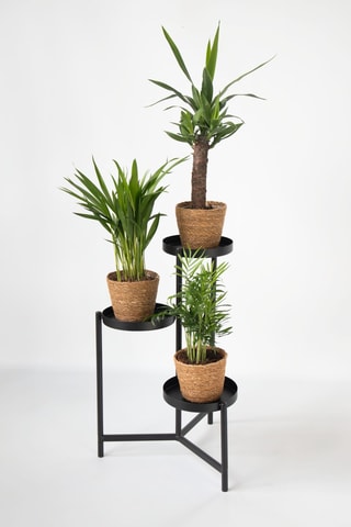 3 mini palmiers d’intérieur - 25-40 cm