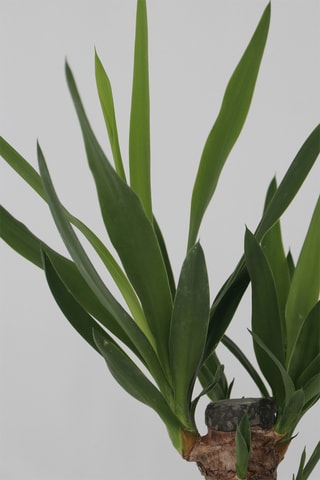 3 mini palmiers d’intérieur - 25-40 cm