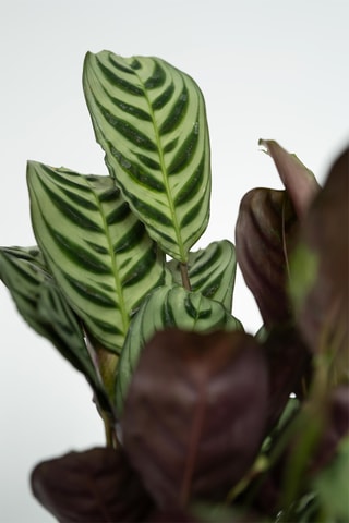 4 plantes purificatrices - vert - 25 à 40 cm