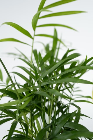 4 plantes purificatrices - vert - 25 à 40 cm